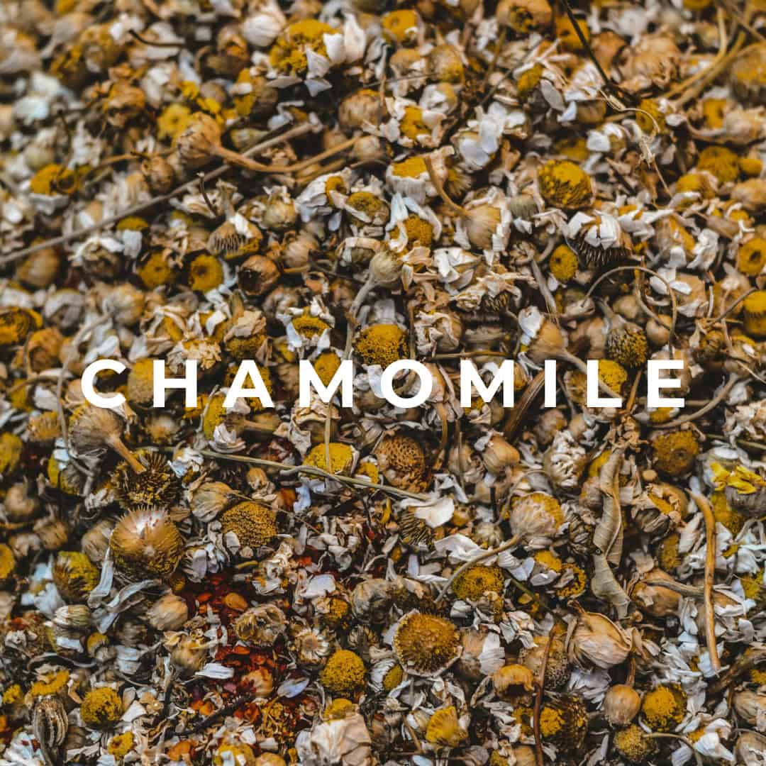 chamomile chamomile