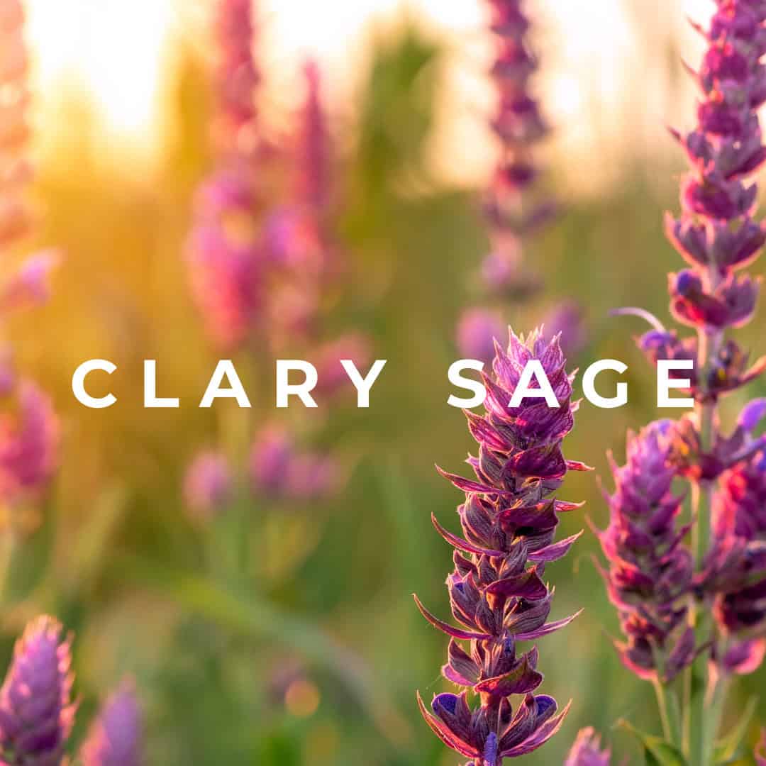 clary sage clary sage