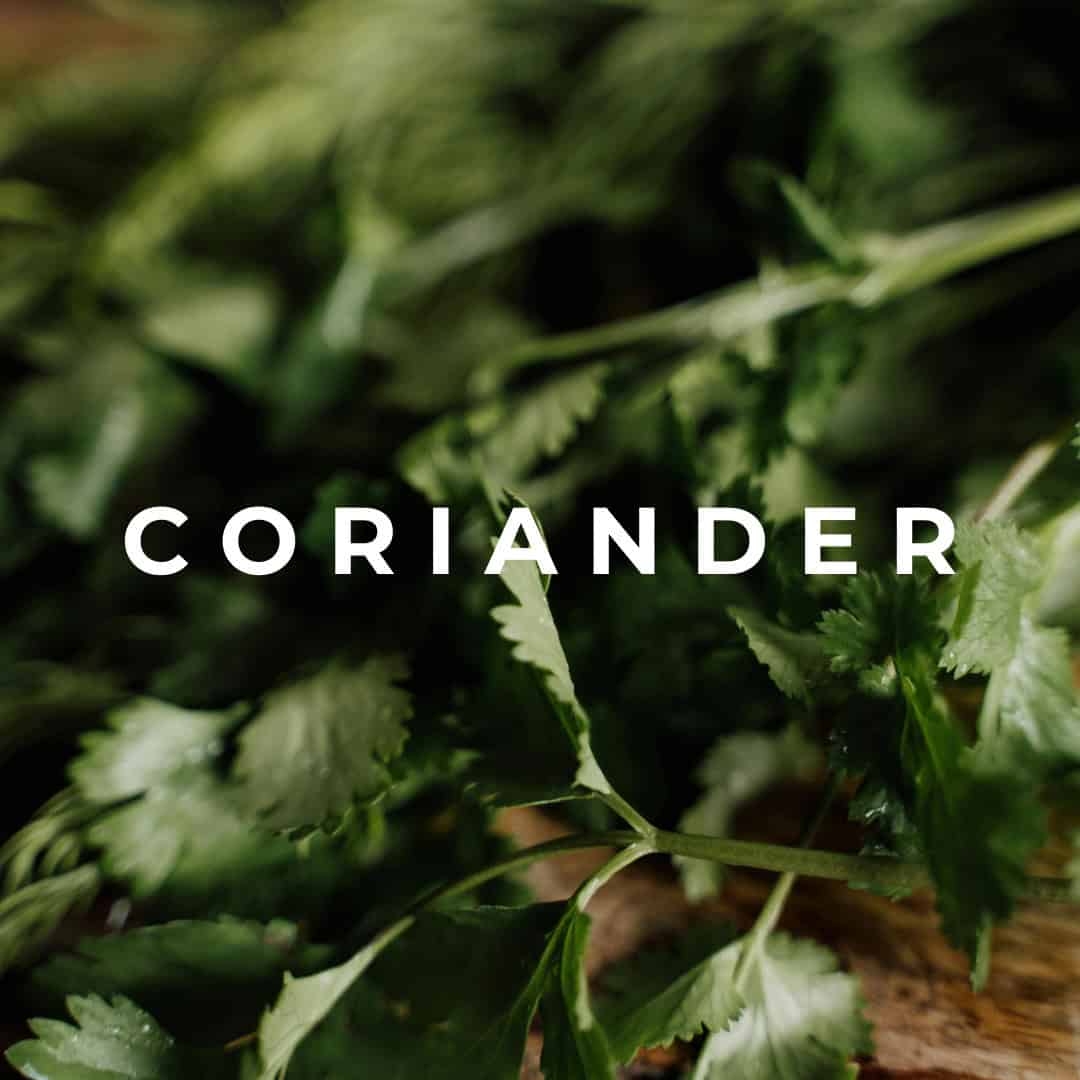 coriander coriander